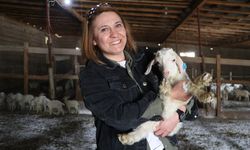 Devlet desteğiyle kurduğu çiftlikte 6 yılda 1300 Ankara keçisine ulaştı