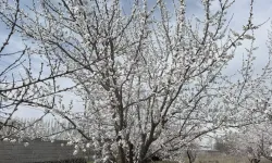 Ankara için zirai don uyarısı