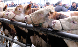 Türkiye'nin en büyük canlı hayvan pazarında yoğunluk