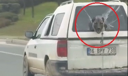 Hafif ticari aracın kırık camından etrafı izleyen köpek kamerada