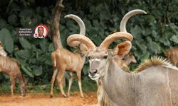 TVD: Yaban hayvanlarının av yasağı bölgelerinde öldürülmesinin önü açılıyor