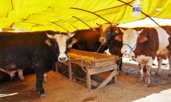 Keçiören’de kurban satış alanı başvuruları başlıyor