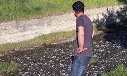 Tekirdağ'da gölette toplu balık ölümlerine inceleme