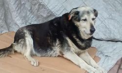 Kadıköy’de kaldırımda yatan ‘Pakize’ isimli köpeği ezip yollarına devam ettiler