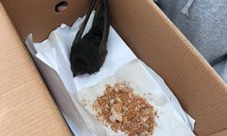 Öğrencilerin bulduğu ebabil kuşu, koruma altına alındı