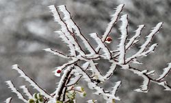 Ankara için zirai don uyarısı: Çiftçiler ve vatandaşlar dikkatli olmalı