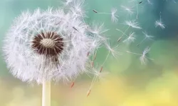 Bahar geldi, polen alerjisine karşı önlem zamanı