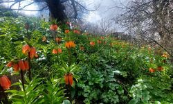 Siirt’te ters laleler çiçek açtı; koparmanın cezası 700 bin lira