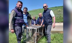 Sulama kanalına düşüp, ağlara dolanan