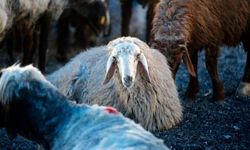 Kurban bağışında "sahte dernek" riski