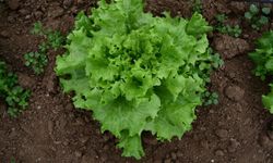 Bakanlıktan "kıvırcık marulların koyunlara yem edildiği" paylaşımlarına yanıt