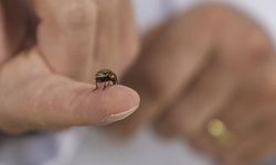 Hava sıcaklıklarının artmaya başlamasıyla "kenelere karşı dikkat edin" uyarısı