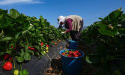 Yumaklı, yaklaşık 1,4 milyar lira tarımsal destekleme ödemesinin bugün yapılacağını bildirdi