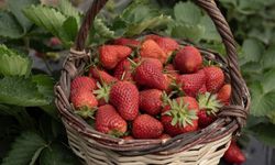 Aşırı yağışlar nedeniyle hasadı geciken Emiralem çileğinde verim arttı