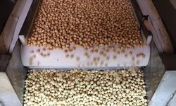 Fındık ihracatından 7 ayda 1 milyar 445 milyon doları aşkın gelir sağladı