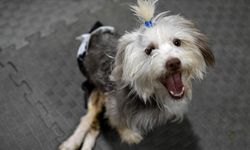 Sahibi vefat eden engelli köpek Yumoş, iyileşip yeni yuvasına koşacağı günü bekliyor