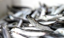 İstanbul'da mart ayında en çok hamsi tüketildi