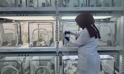 Kahverengi kokarcayla mücadele kapsamında 40 ilde doğaya 1 milyon 650 bin samuray arısı salınacak