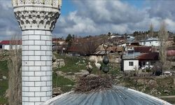 Sivas'ta cami kubbesi 14 yıldır leylekleri ağırlıyor