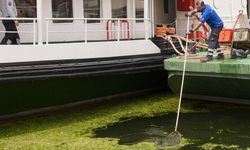 İzmir Körfezi'nde kıyıya yakın noktalarda yosun tabakası oluştu