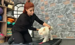 18 yaşındaki kediye fizyoterapi desteği