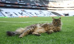 UEFA’dan İstanbul paylaşımı: Kükremeye hazır mısın?