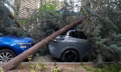 Ankara'da şiddetli rüzgarda devrilen ağaçlar nedeniyle 2 araç hasar gördü
