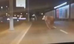 Kaçan kurbanlık boğa D-100 Karayolu'na çıktı