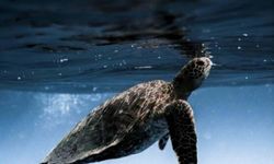 Caretta carettaların yumurtlama dönemi başladı