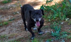 Engelli köpek 'Paytak' için sıcak yuva aranıyor