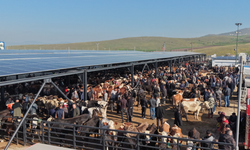 Çubuk'taki canlı hayvan pazarında kurban hareketliliği sürüyor