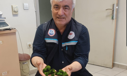 Kapıkule’de yolcu otobüsünde 2 bin 125 canlı yeşil alg ele geçirildi