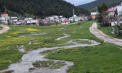 Eğriçimen Yaylası baharda sarı papatyalarla renklendi