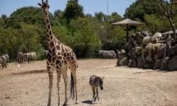 Annesini kaybeden zebra yavrusu 'Gözde’ye zürafalar sahip çıktı