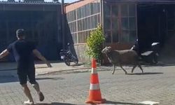 Sahibinin elinden kaçan kurbanlık koç, zor anlar yaşattı