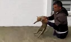 Sel sularına kapılan kediyi boğulmaktan kurtardı