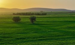 Konya'da yağışlar tarımda enerji maliyetlerini düşürdü