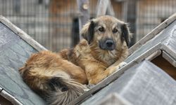 Pet Fellas’tan başkentlilere çağrı: Ücretsiz sahiplen, bir cana yuva ol