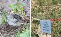 Şantiye sahasındaki kuş yuvasına dubalı önlem