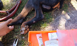 Ayağına demir saplanan köpek kurtarıldı