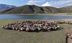 Göçerlerin kavurucu sıcaklardan Bitlis'in serin yaylalarına göçü başladı