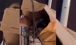 Pazar arabasına koyduğu keçisiyle dolmuşta yolculuk yaptı