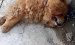 Köpeğin eziyet sonucu öldüğü iddiasına ilişkin 1 gözaltı