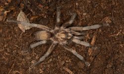 Türkiye'nin yeni tarantula türü tescillendi