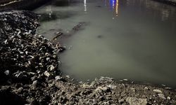 Bakırköy'de sahile bağlantısı bulunan dere yatağında ölen binlerce balık kıyıya vurdu