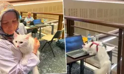 Ankara kedisi 'Lokum', yabancı basın mensuplarının ilgi odağı oldu