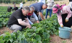 Çubuk'ta turşu yapımında kullanılan salatalığın hasadına başlandı