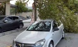 Avcılar'da fırtına nedeniyle ağaçlar devrildi, çatılardan parçalar uçtu