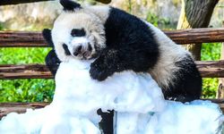 Çin'de panda yavrusu Wang Shu'nun 1’inci doğum günü kutlandı