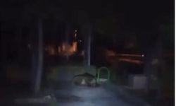 Çocuk parkında bozayı görüntülendi